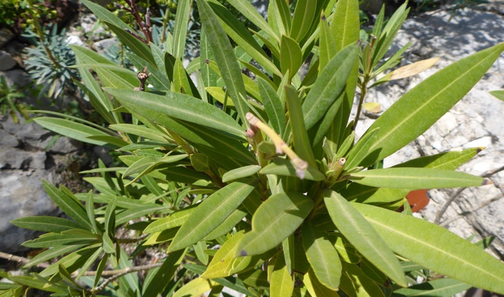 Nerium oleander