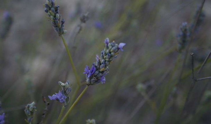 Lavandula angustifolia (Miller, 1768)