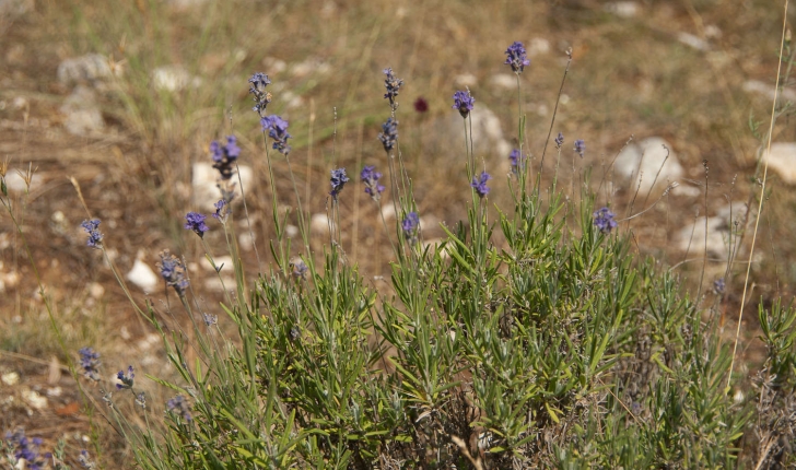 Lavandula angustifolia (Miller, 1768)