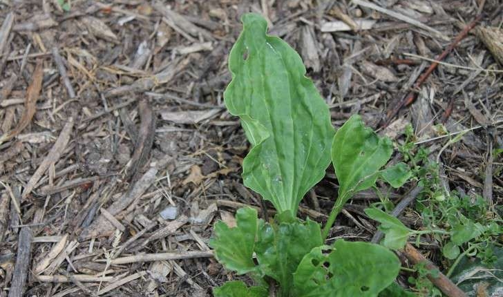 Plantago major (L., 1753)