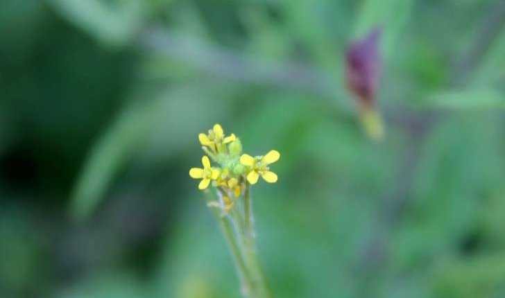 Sisymbrium officinale ((L.) Scop., 1772)