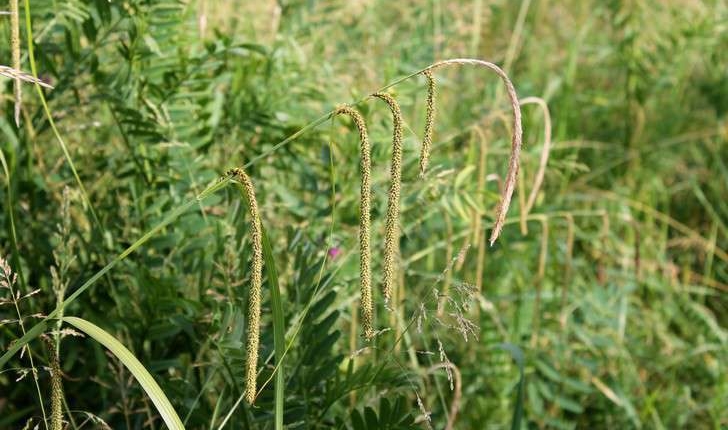 Carex pendula (Huds., 1762)