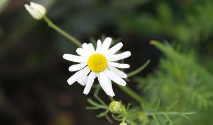 Matricaria chamomilla (L., 1753)