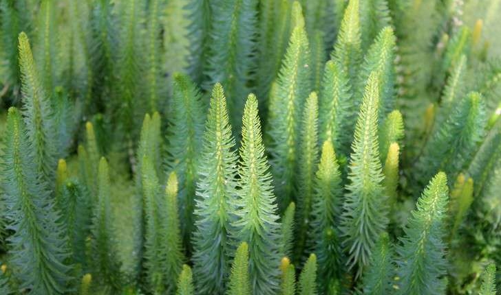 Myriophyllum spicatum (L., 1753)