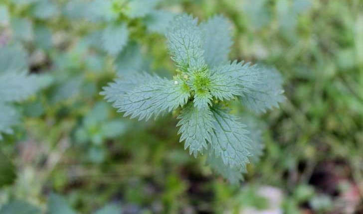 Urtica urens (L., 1753)