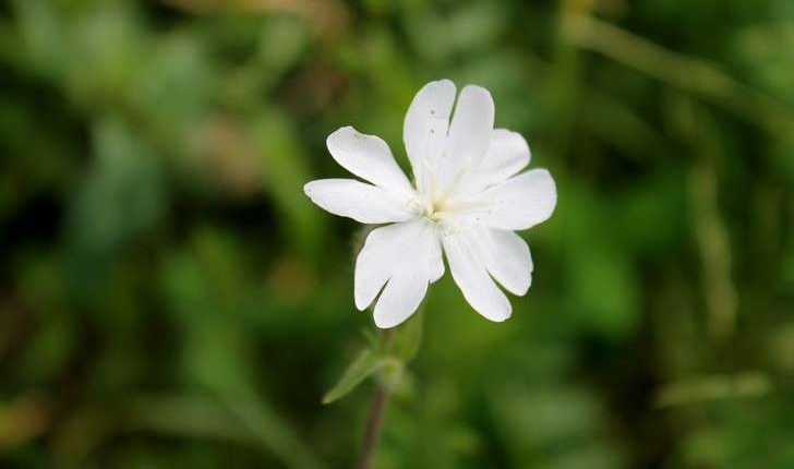 Silene latifolia subsp. alba (Mill.) Greuter & Burdet, 1982