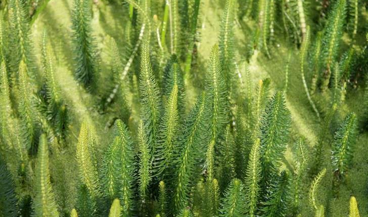 Myriophyllum spicatum (L., 1753)