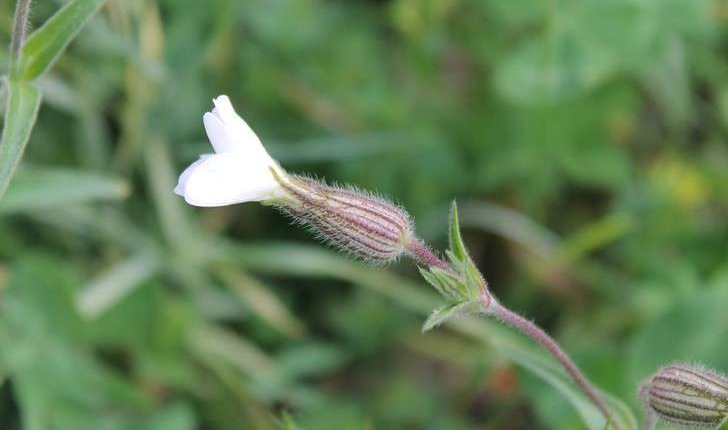 Silene latifolia subsp. alba (Mill.) Greuter & Burdet, 1982