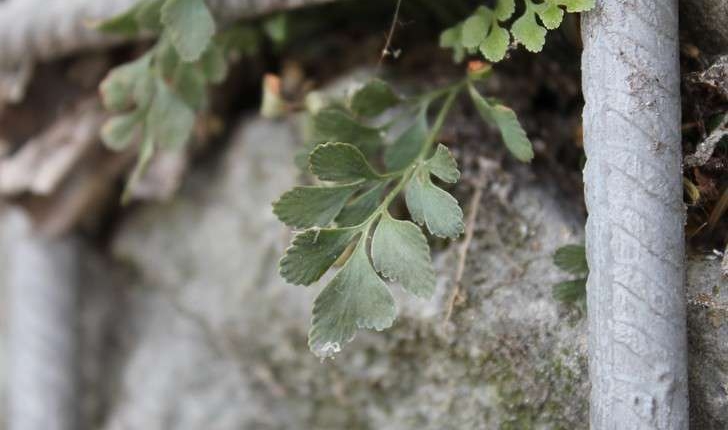 Asplenium ruta-muraria (L., 1753)