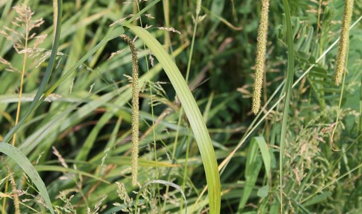 Carex pendula (Huds., 1762)