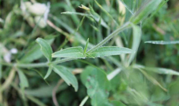 Silene latifolia subsp. alba (Mill.) Greuter & Burdet, 1982