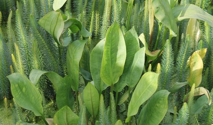 Alisma plantago-aquatica (L., 1753)