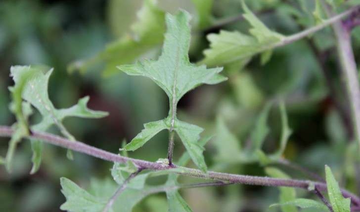 Sisymbrium officinale ((L.) Scop., 1772)
