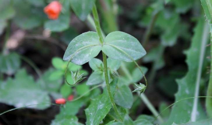 Lysimachia arvensis (L.) U.Manns & Anderb., 2009