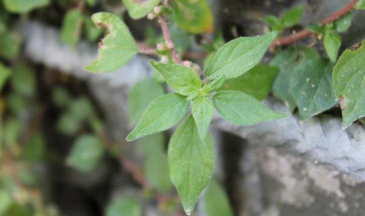 Parietaria judaica (L., 1756)