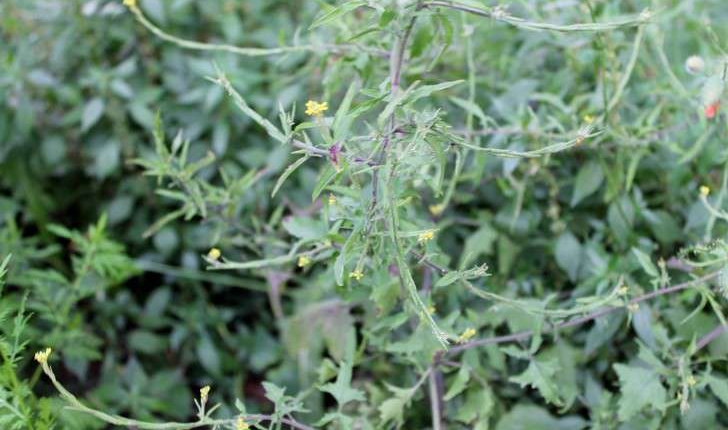 Sisymbrium officinale ((L.) Scop., 1772)