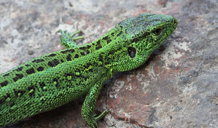 Lacerta agilis (Linnaeus, 1758)