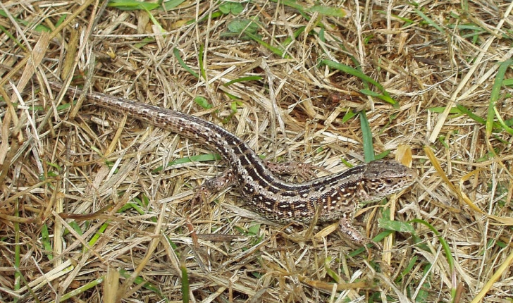 Lacerta agilis (Linnaeus, 1758)