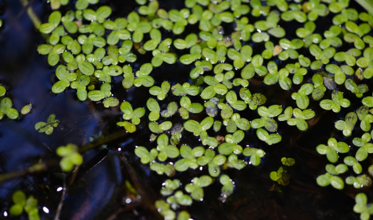 Lemna sp.