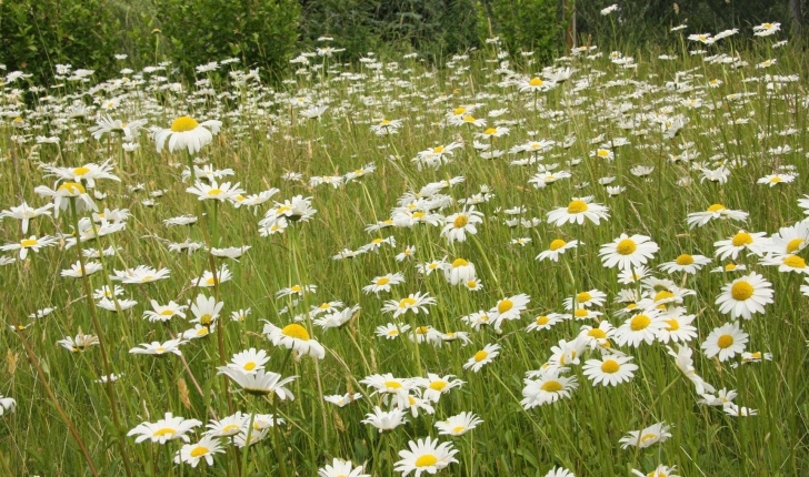 Leucanthemum vulgare (Lam., 1779)