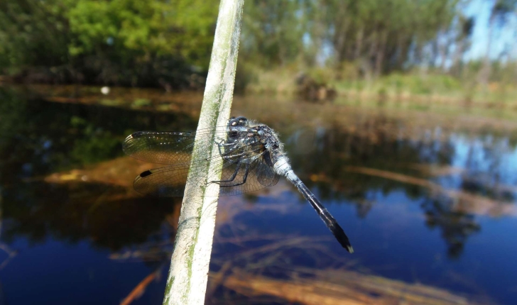 Leucorrhinia albifrons (Burmeister, 1839) 
