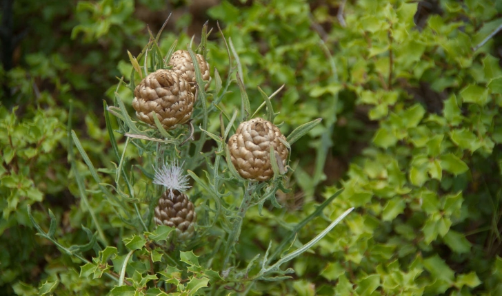 Rhaponticum coniferum (Greuter, 2003)