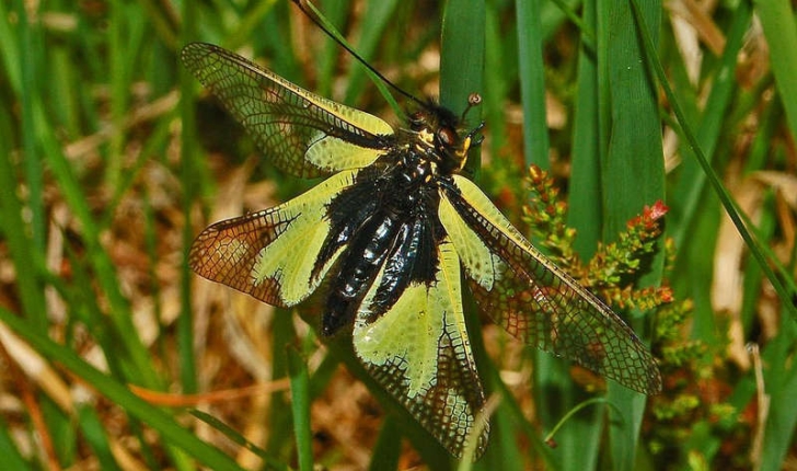 Libelloides sp