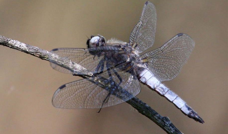 Libellula fulva