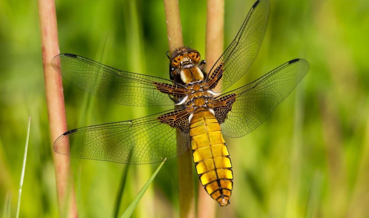 Libellula depressa (Linnaeus, 1758)