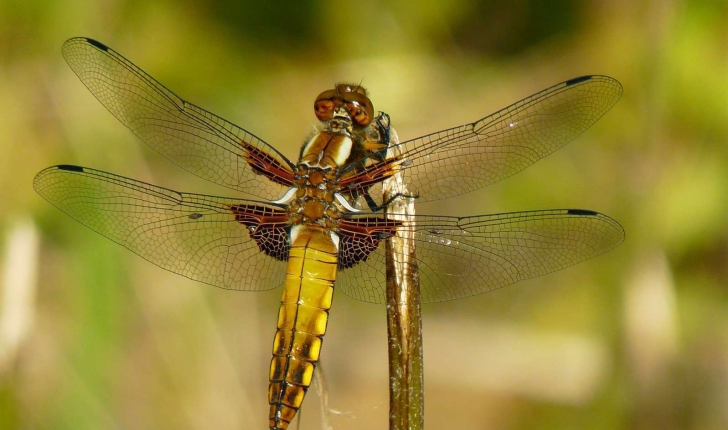 Libellula depressa (Linnaeus, 1758)