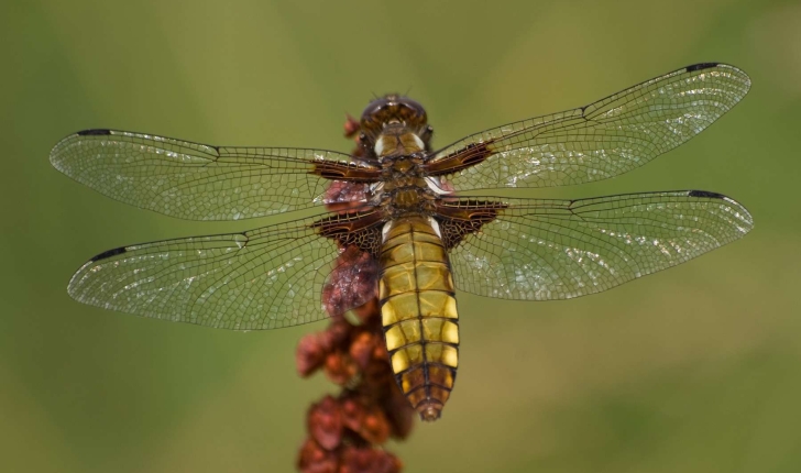 Libellula depressa (Linnaeus, 1758)