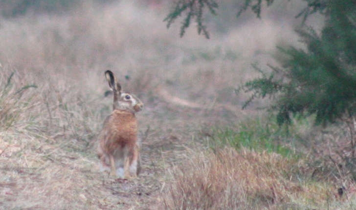 Lepus europaeus