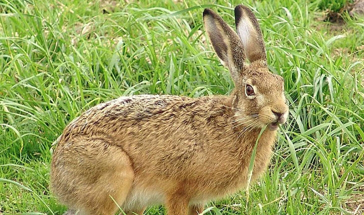 Lepus europaeus