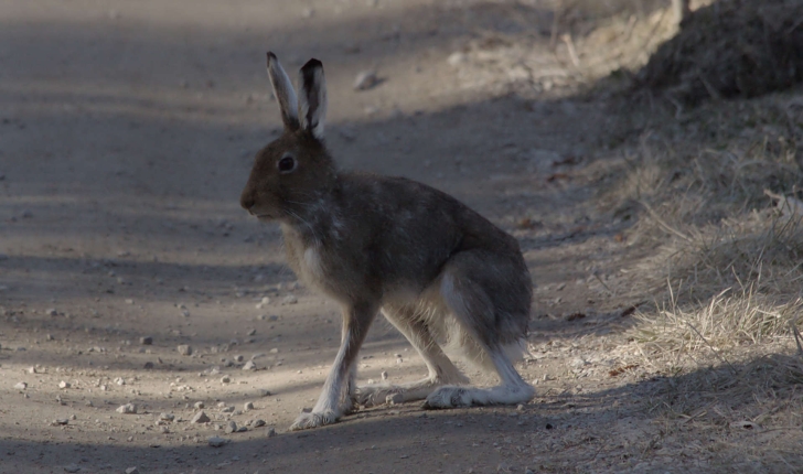 Lepus timidus (Linnaeus, 1758)