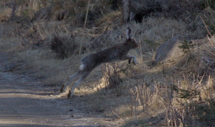 Lepus timidus (Linnaeus, 1758)