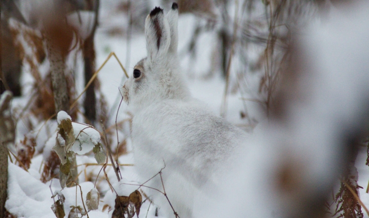 Lepus timidus (Linnaeus, 1758)