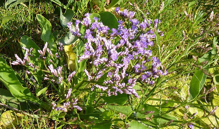 Lilas de mer (Crédits: Stéphanie RITZ)