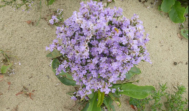 Limonium vulgare (Mill., 1768)