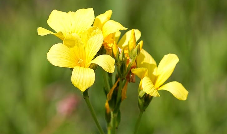 Linum flavum