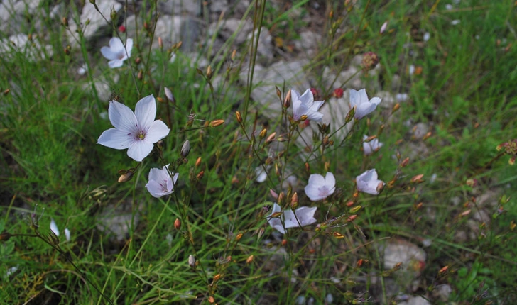 Linum tenuifolium (L., 1753)