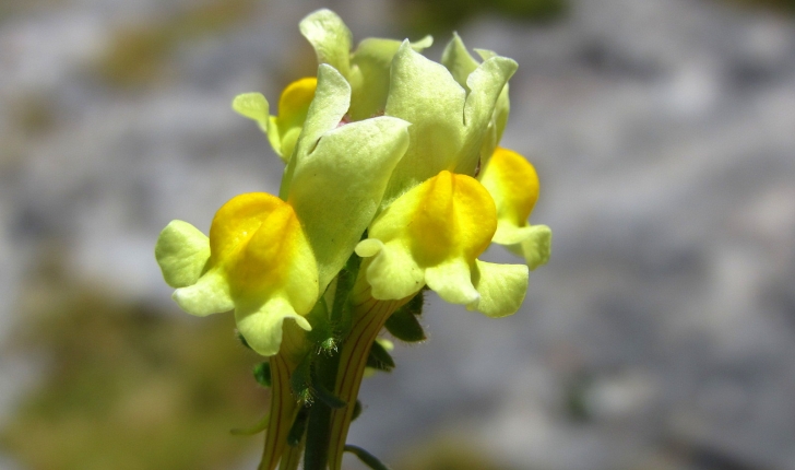 Linaria supina, (L.) Chaz. 1790