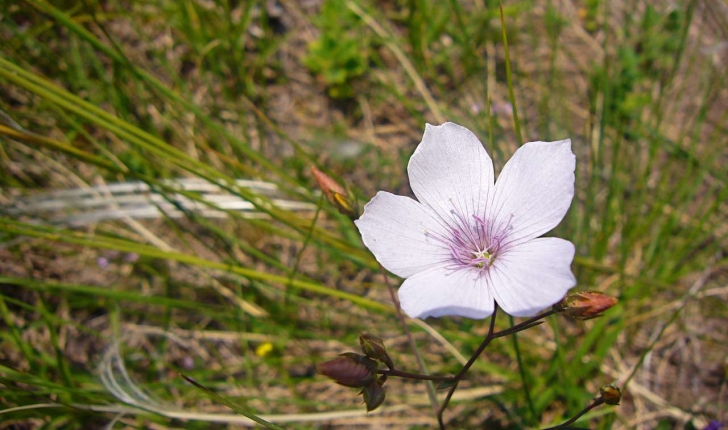 Linum tenuifolium (L., 1753)