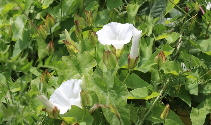 Convolvulus sepium L., 1753