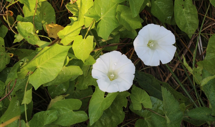 Convolvulus sepium L., 1753