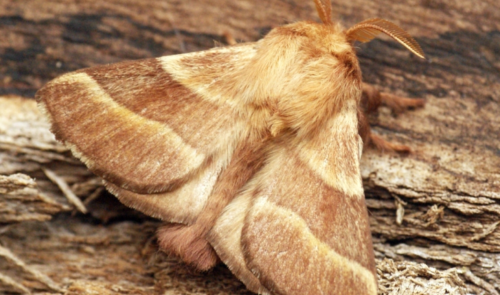 Malacosoma neustria L.