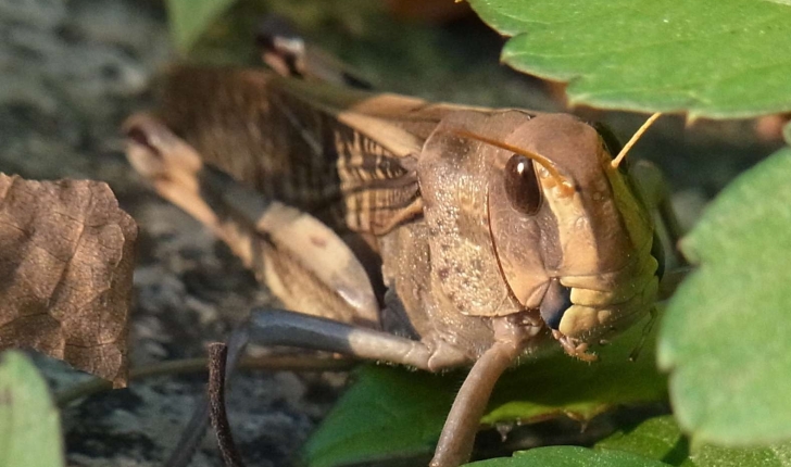 Locusta migratoria (Linné, 1758)