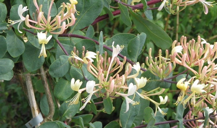 Lonicera etrusca Santi