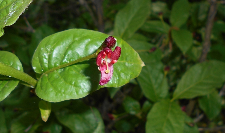 Lonicera alpigena