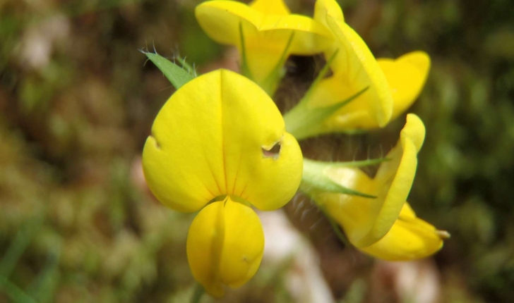 Lotus corniculatus (L., 1753)