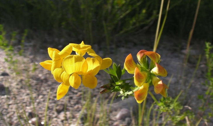 Lotus corniculatus (L., 1753)